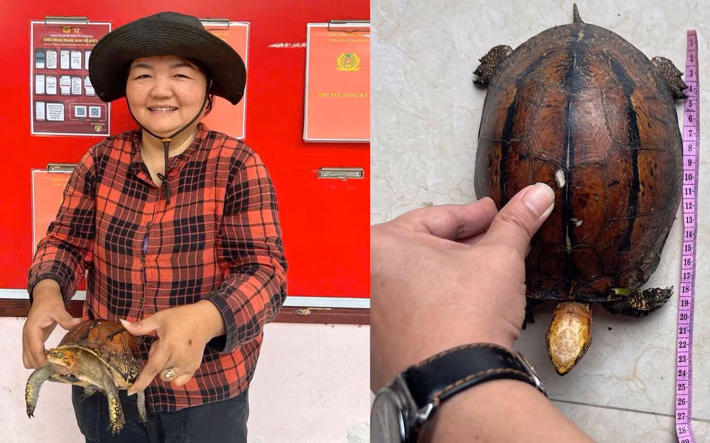 Bà Lê Thị Hồng đến công an xã giao nộp chú rùa quý hiếm nhặt được ngoài đồng. Ảnh CA Bà Lê Thị Hồng đến công an xã giao nộp chú rùa quý hiếm nhặt được ngoài đồng. Ảnh CA