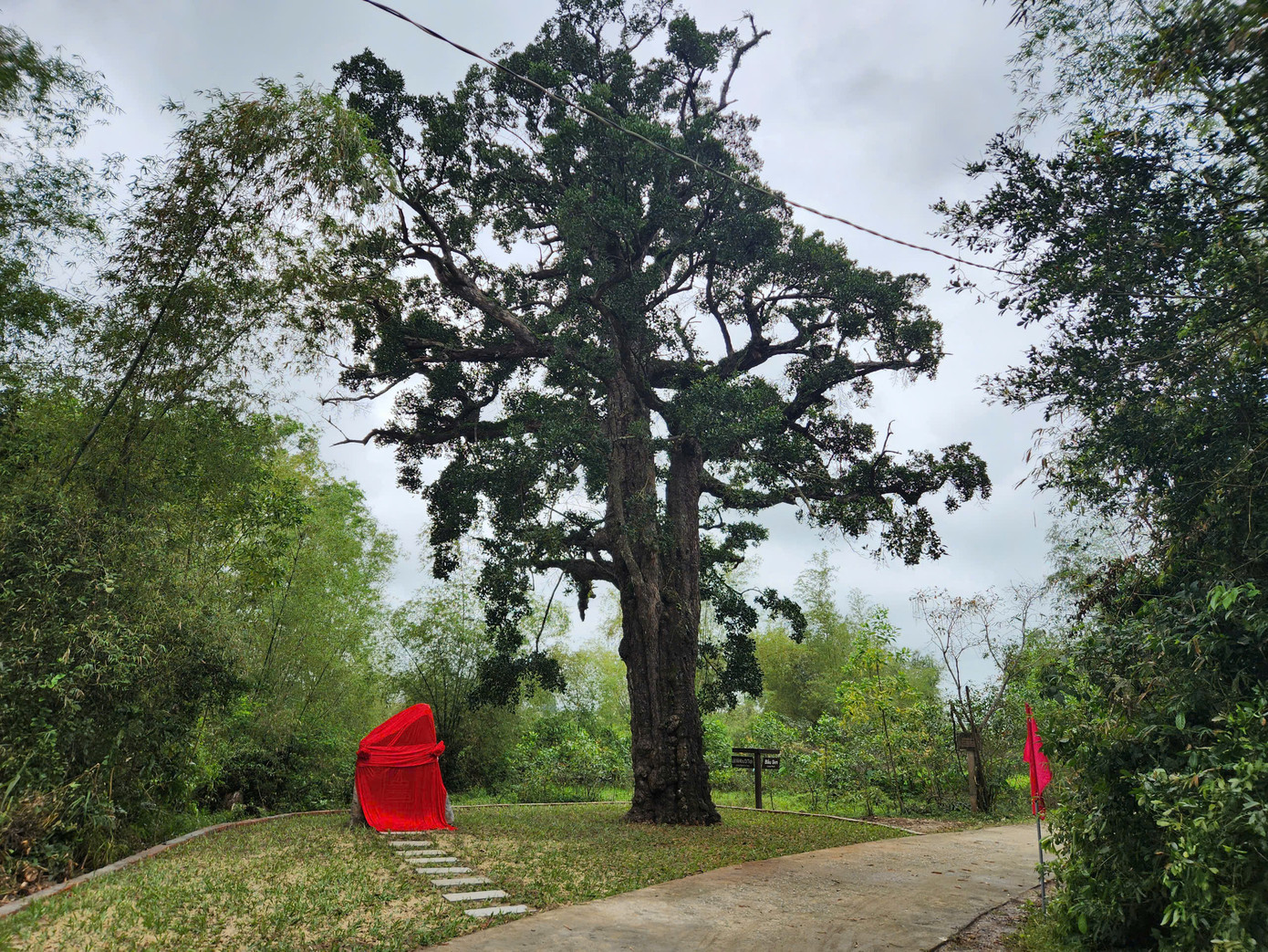 Hình ảnh cây rỏi mật vừa được công nhận là cây di sản. Hình ảnh cây rỏi mật vừa được công nhận là cây di sản.