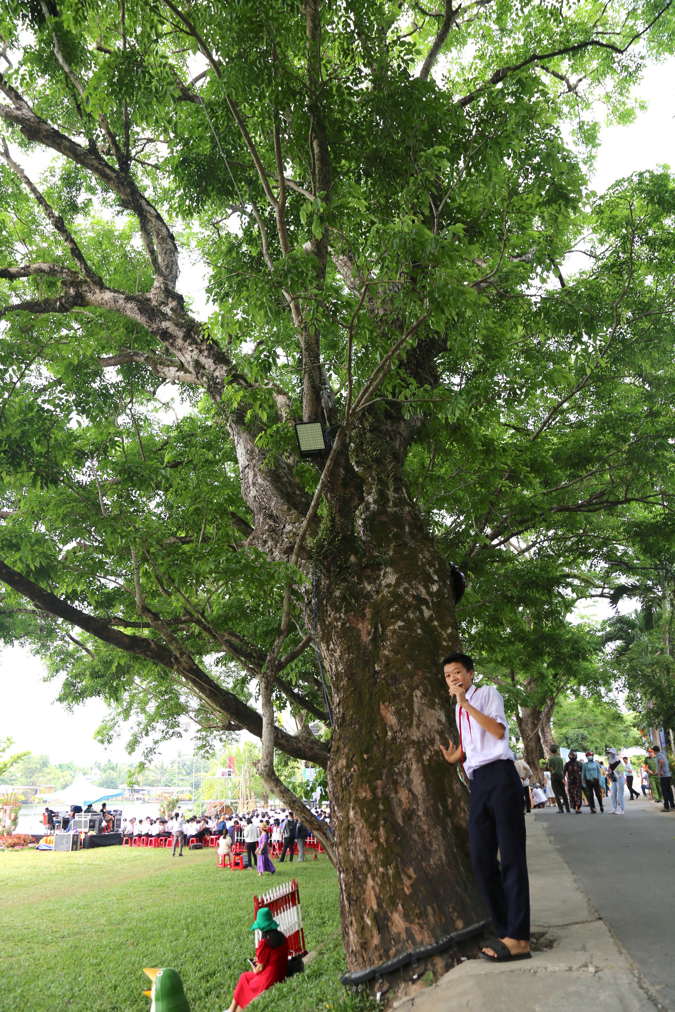 Cây giáng hương ấn tên thường gọi ở địa phương là cây sưa. Theo người dân trong làng, hàng sưa vàng chính là niềm tự hào của cộng đồng dân cư nơi đây. Trong quá trình lập đất, lập làng, để bảo vệ nhà cửa, làng mạc, giữ gìn hệ thống giao thông, các bậc tiền nhân đã trồng những gốc sưa vàng trước nhà, trong vườn, dọc bờ đê làng... Để giờ đây hai bên đường Làng Hương Trà nổi bật với hai hàng sưa xanh biếc, xum xuê. Cây giáng hương ấn tên thường gọi ở địa phương là cây sưa. Theo người dân trong làng, hàng sưa vàng chính là niềm tự hào của cộng đồng dân cư nơi đây. Trong quá trình lập đất, lập làng, để bảo vệ nhà cửa, làng mạc, giữ gìn hệ thống giao thông, các bậc tiền nhân đã trồng những gốc sưa vàng trước nhà, trong vườn, dọc bờ đê làng... Để giờ đây hai bên đường Làng Hương Trà nổi bật với hai hàng sưa xanh biếc, xum xuê.