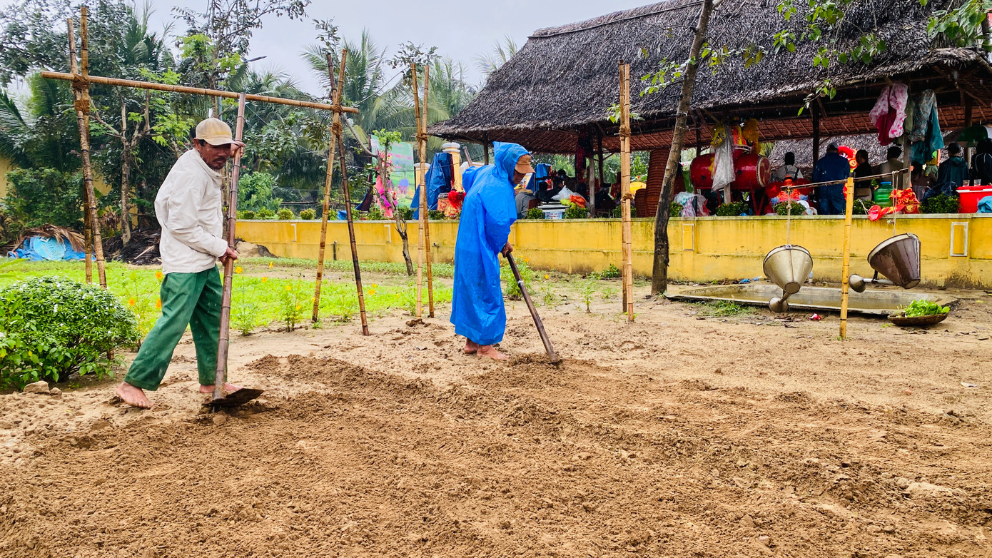 Nông dân Trà Quế lưu giữ cách canh tác truyền thống, dùng cây rong để ủ phân bón cho cây.