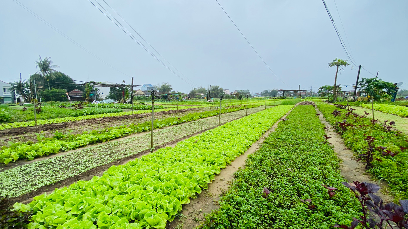 Nông dân Trà Quế lưu giữ cách canh tác truyền thống, dùng cây rong để ủ phân bón cho cây.
