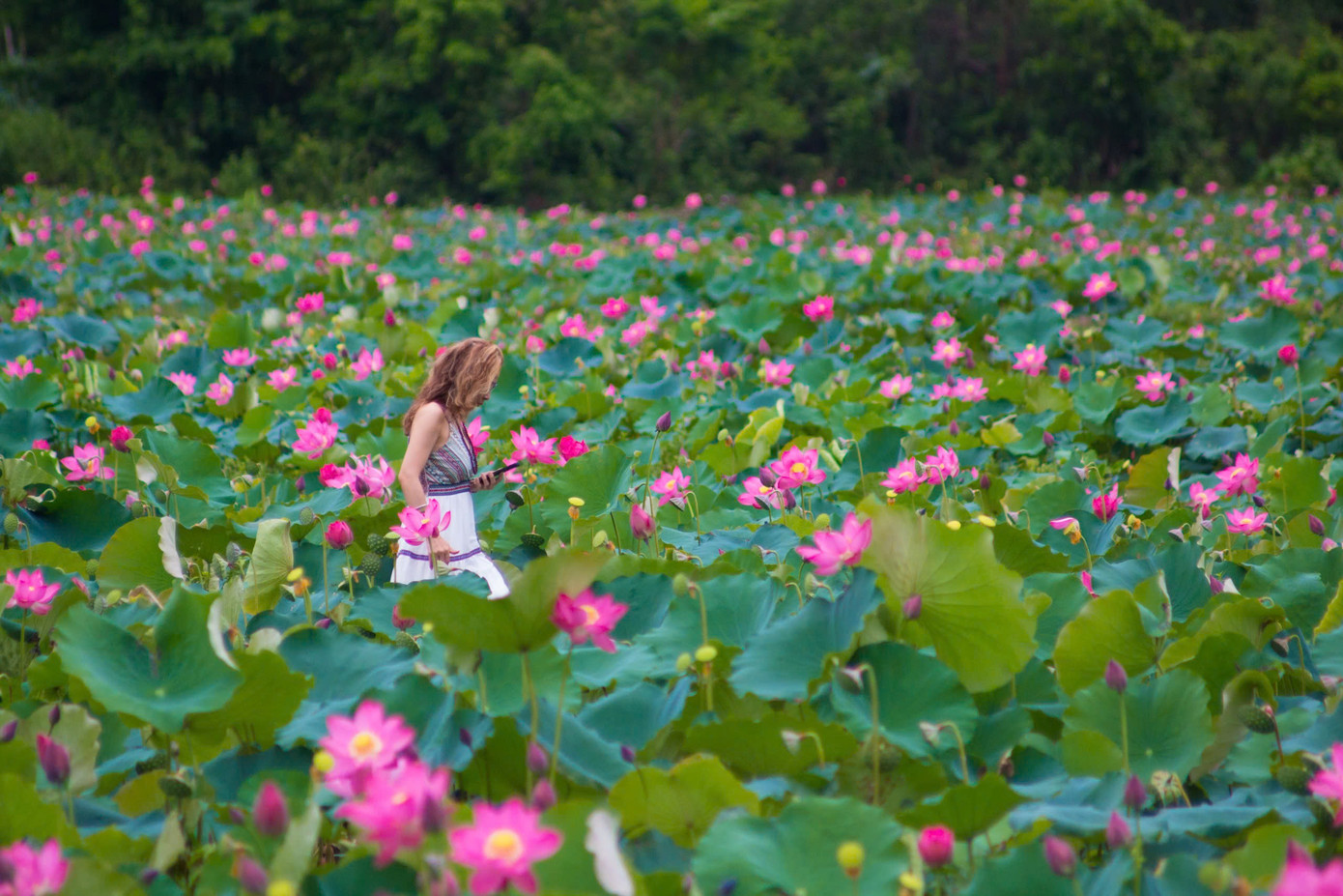 Theo người dân, mùa sen ở đây kéo dài khoảng từ tháng 5 đến tháng 8 và thời điểm nở rộ đẹp nhất là độ tháng 6. Những năm gần đây, du khách tìm đến ngày một nhiều, nhất vào mùa sen nở rộ.