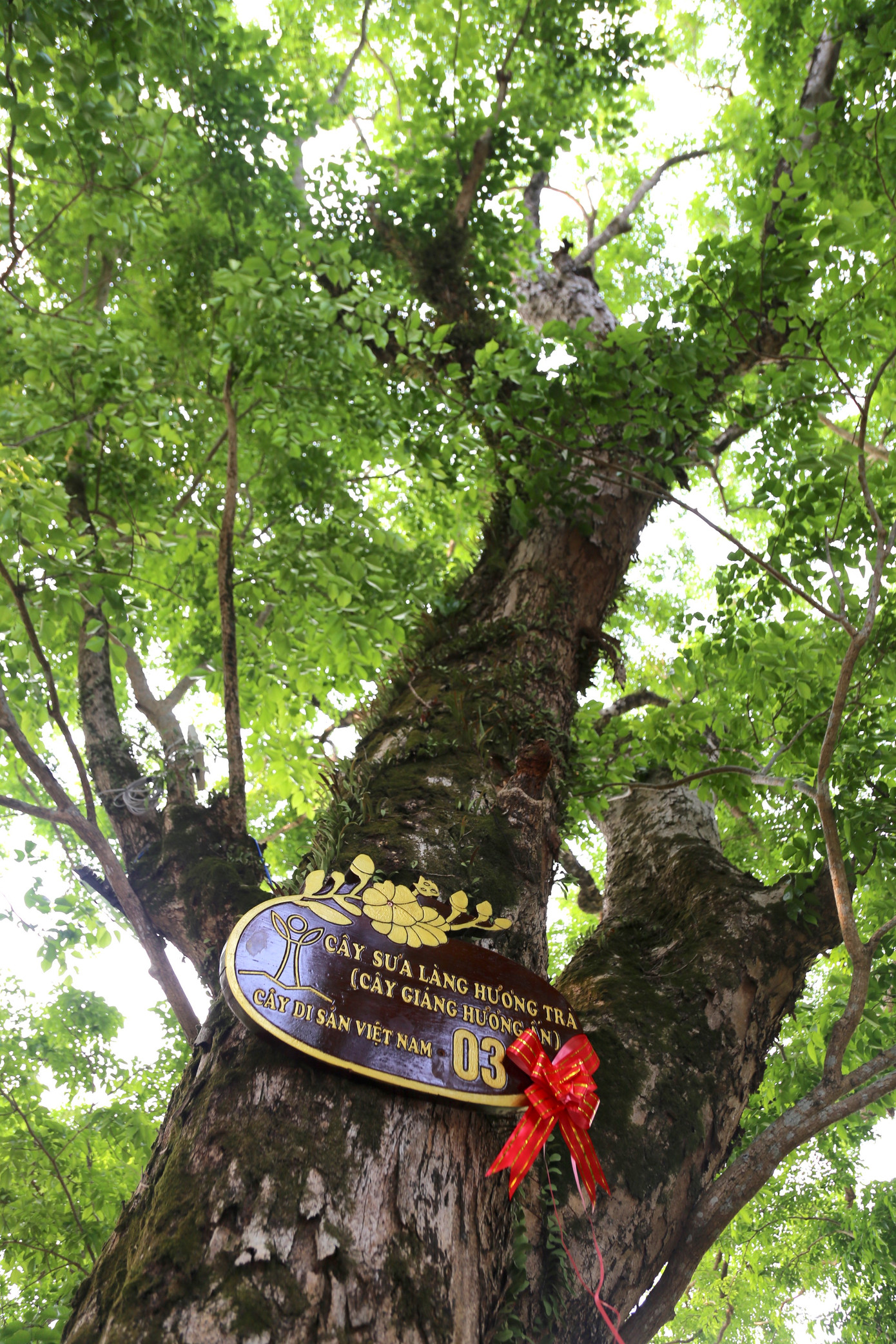 Những gốc cổ thụ này có tuổi đời hàng trăm năm Những gốc cổ thụ này có tuổi đời hàng trăm năm