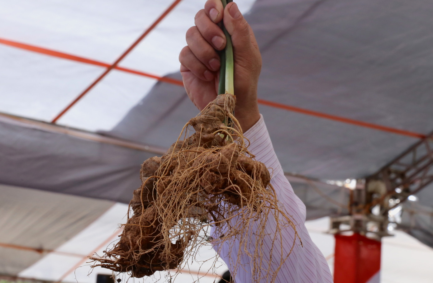 Những cây sâm Ngọc Linh đẹp, từ 5 - 15 năm tuổi được người dân, doanh nghiệp đấu giá.