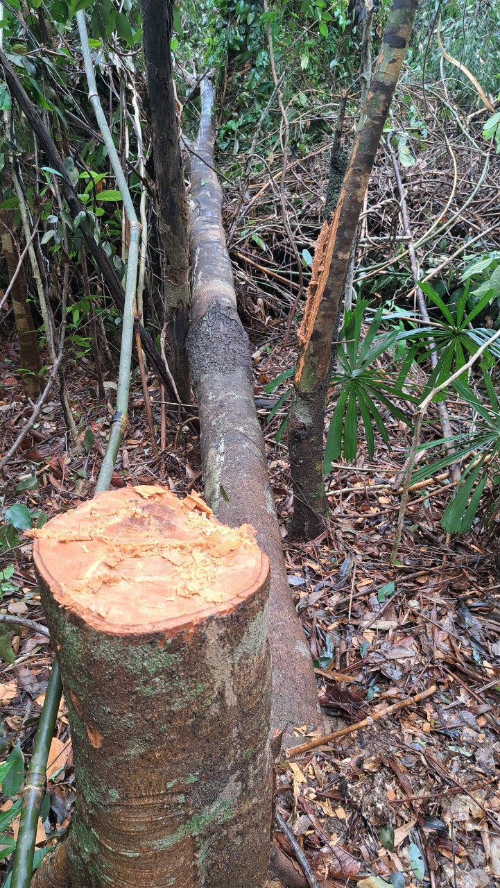 Lãnh đạo tỉnh Quảng Nam yêu cầu điều tra, xử lý trách nhiệm tổ chức, cá nhân liên quan vụ phá rừng làm đường dây tải thủy điện Tr'Hy.