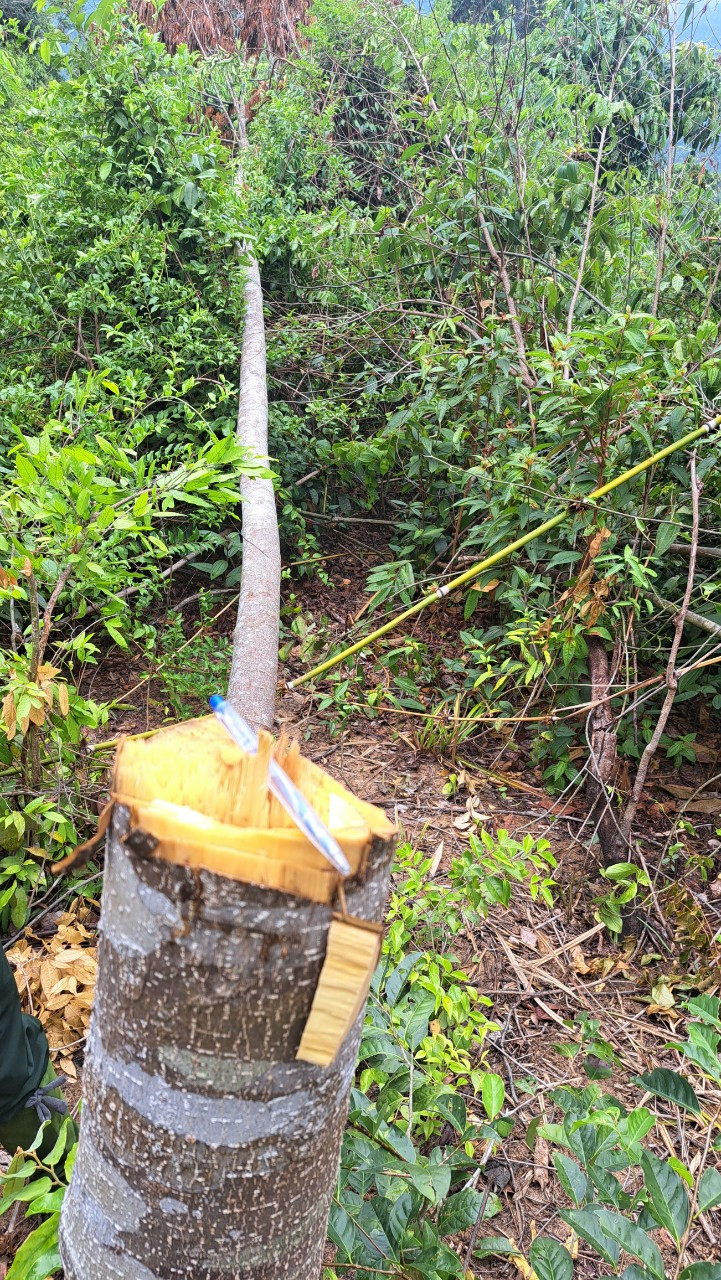 Các ngành chức năng kiểm tra, khám nghiệm hiện trường vụ hủy hoại rừng tự nhiên làm dự án đường dây 110kV thủy điện Tr'Hy.