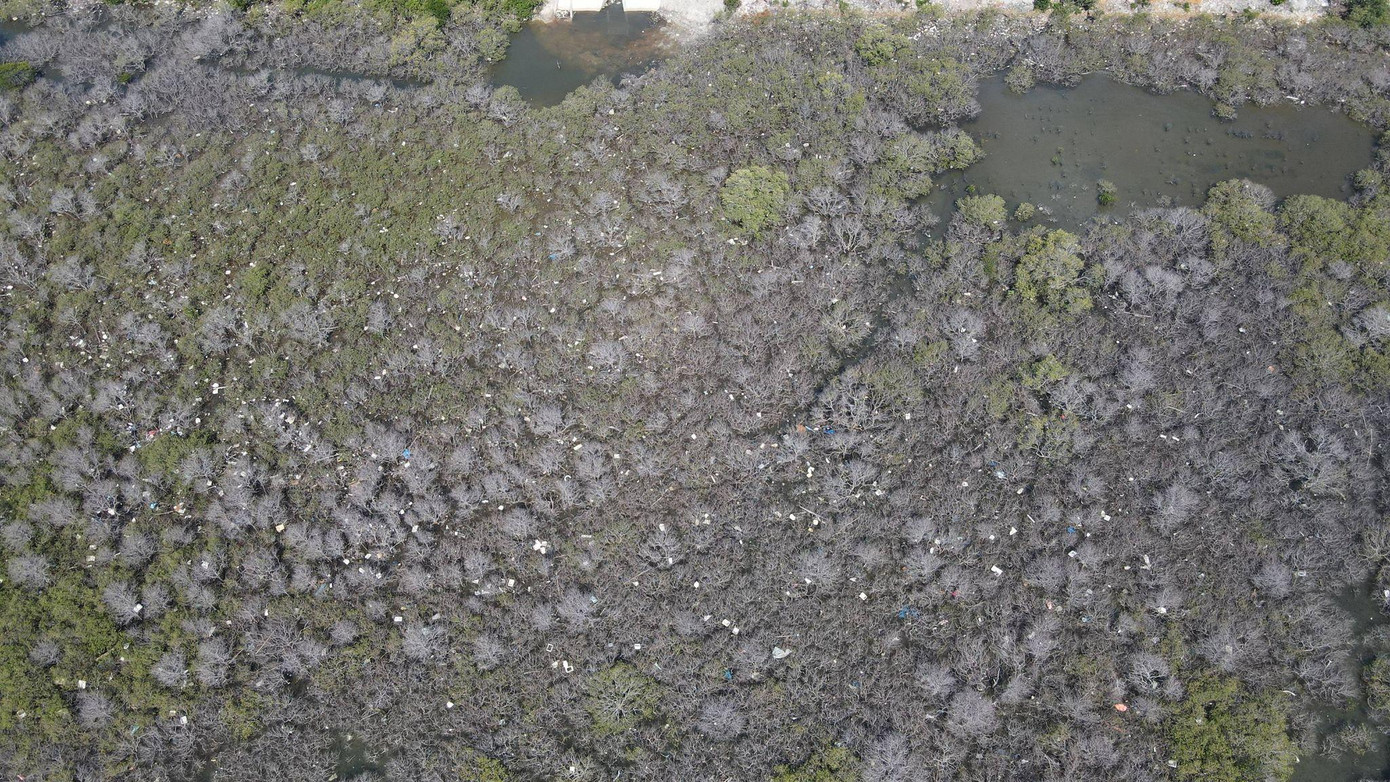 Khu rừng ngập mặn nhìn từ trên cao.