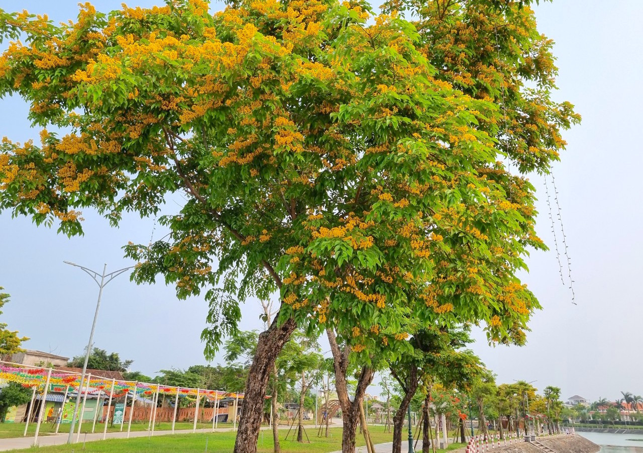 Sưa nhuộm vàng những con phố Sưa nhuộm vàng những con phố