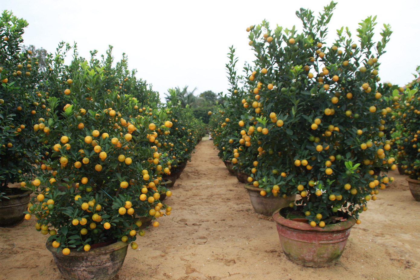 Người dân ở thủ phủ quất miền Trung sau một năm "vượt bão", dịch COVID-19 chăm bón để cho những gốc quất cho trái đều, đẹp phục vụ thị trường Tết.