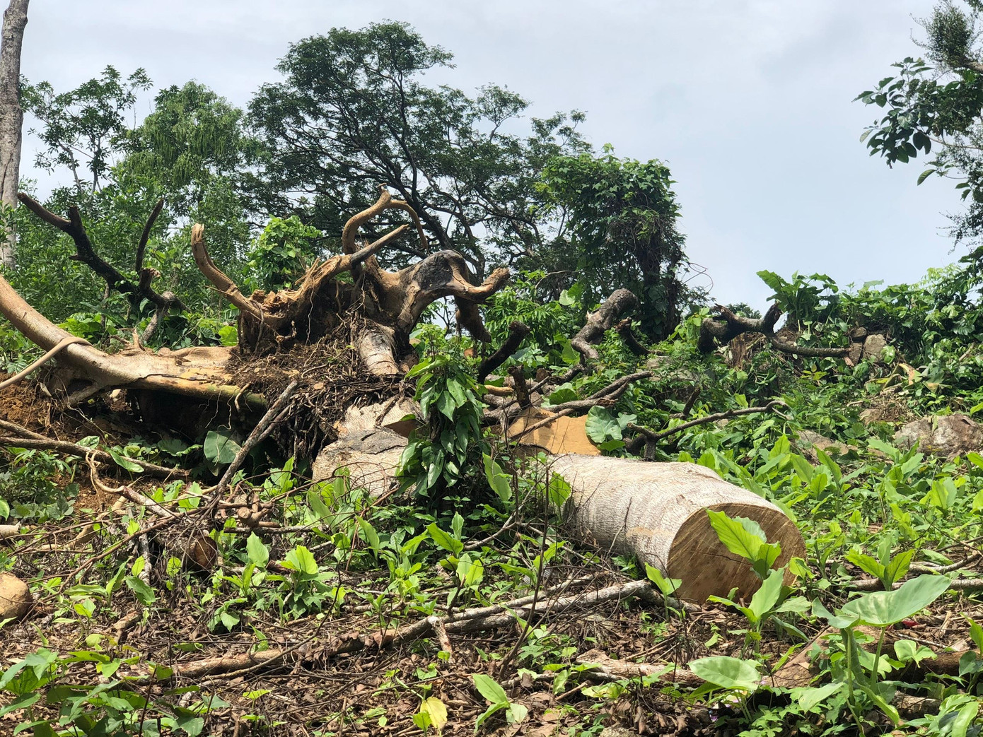 Hiện trường một vụ phá rừng ở Quảng Nam. Hiện trường một vụ phá rừng ở Quảng Nam.