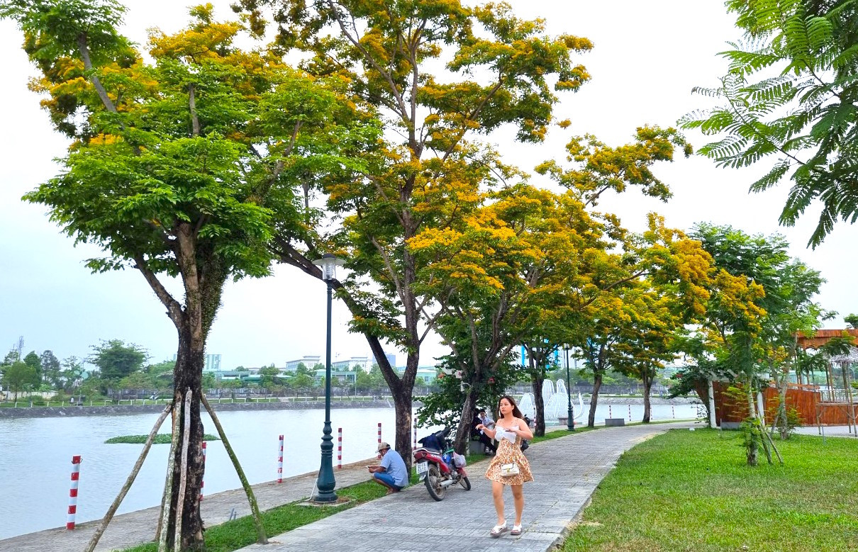 Tam Kỳ đẹp lạ vào mùa hoa sưa. Tam Kỳ đẹp lạ vào mùa hoa sưa.