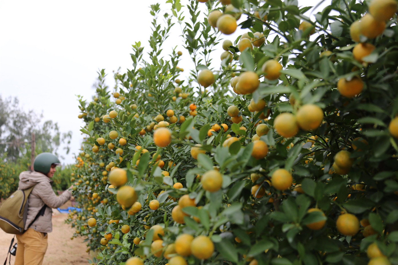 So với các năm giá quất năm nay cao hơn bởi chi phí đầu vào như giống, phân, công tăng so với các năm. Một năm vất vả nhưng đến nay vườn quất sai trái lại được giá khiến nông dân phấn khởi.