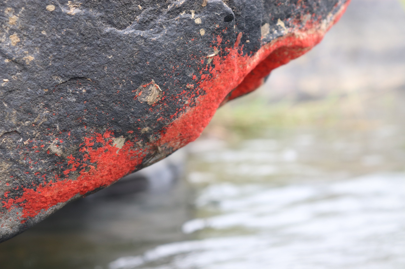 Hình ảnh phiến đá xuất hiện hiện tượng lạ giống &apos;nở hoa&apos;.