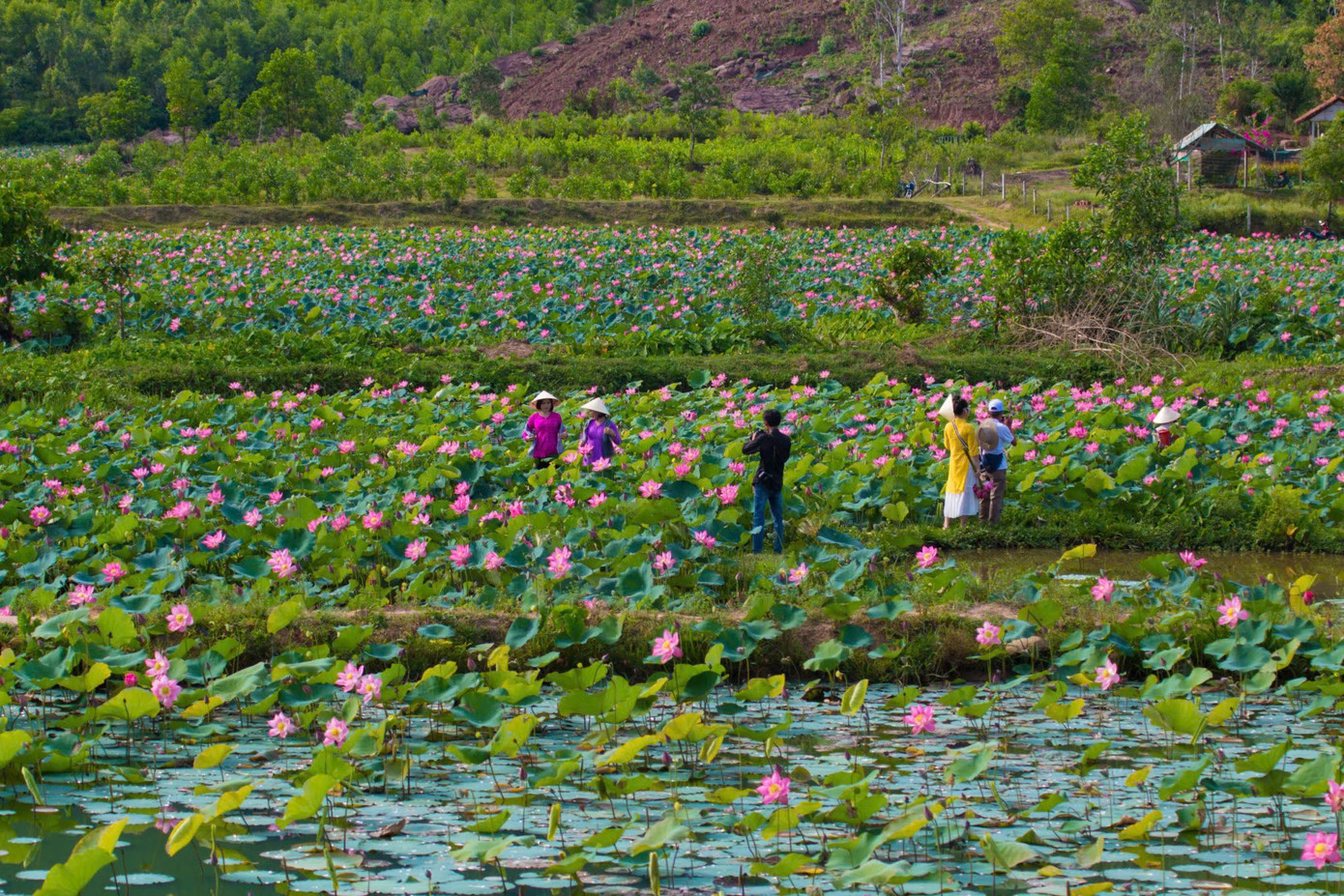 Đồng sen Trà Lý có tổng diện tích khoảng 35ha, nằm giữa vùng núi Duy Sơn khiến nhiều du khách ngỡ ngàng như lạc vào thung lũng đầy mê hoặc.