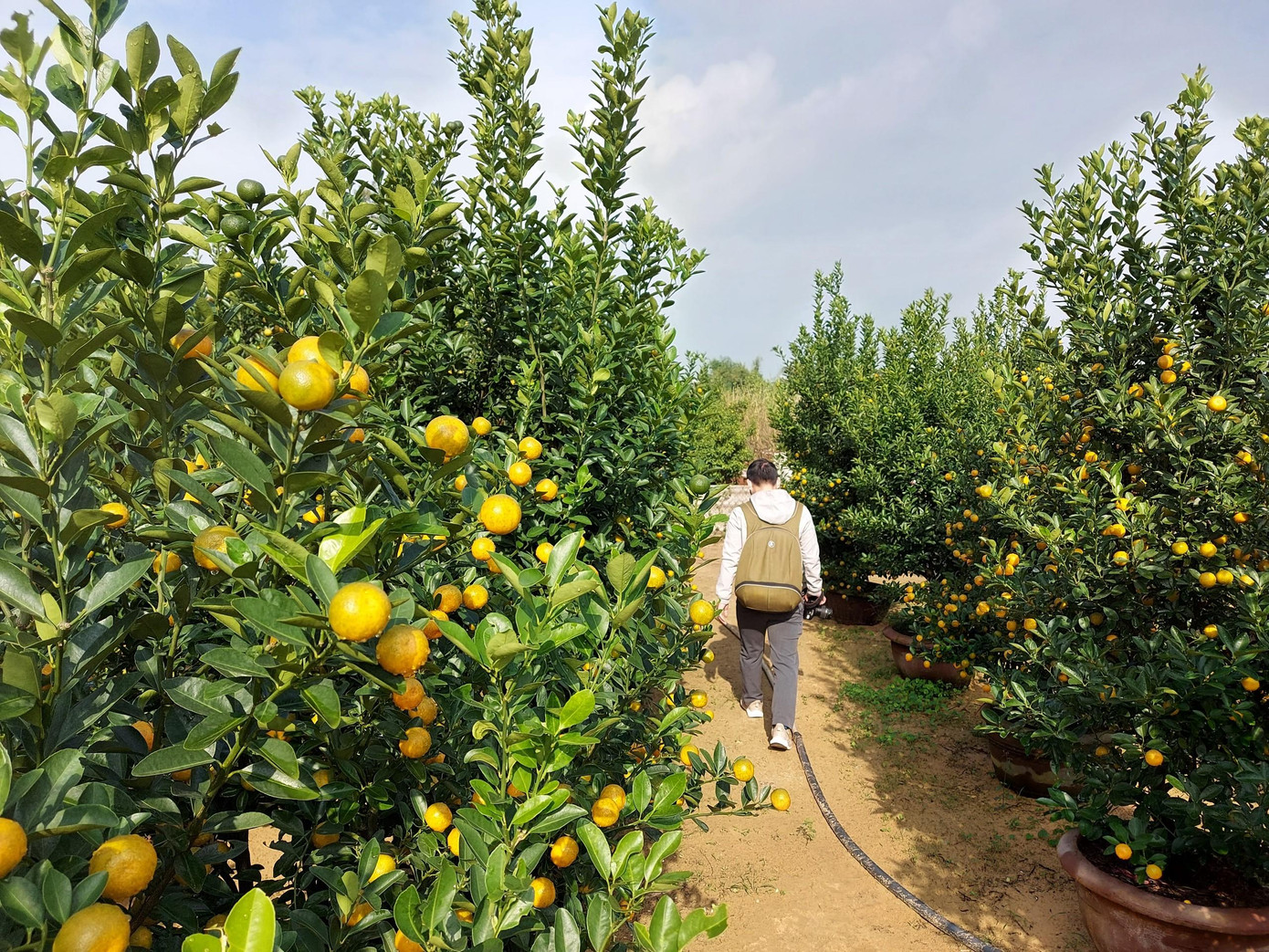 Năm nay do ảnh hưởng của dịch COVID-19, dự đoán nhu cầu thị trường giảm nên người dân chủ động giảm bớt số lượng, dù vậy cho đến hiện tại không khí mua bán vẫn khá ảm đạm.