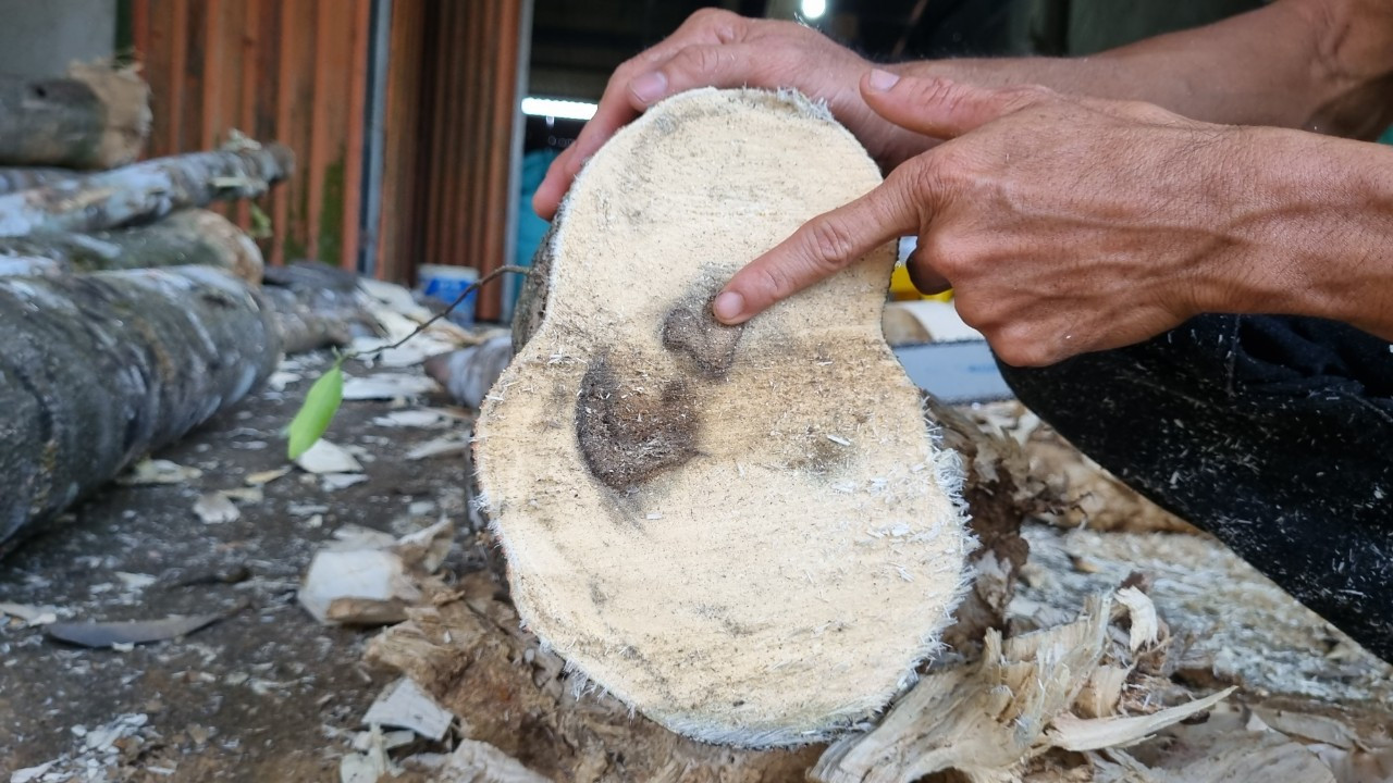 Những cây dó bầu đặc trưng xứ Tiên Phước, Quảng Nam là nguồn cảm hứng khởi nghiệp cho người trẻ xứ Quảng.