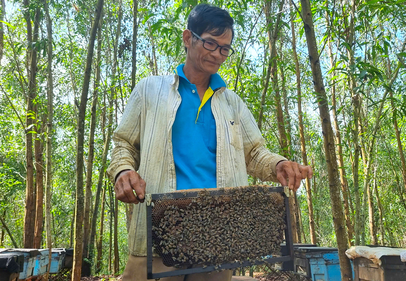 Ông Trần Đăng Hải (57 tuổi, trú Krông Năng, Đắk Lắk) có 20 năm thâm niên nuôi ong lấy mật.