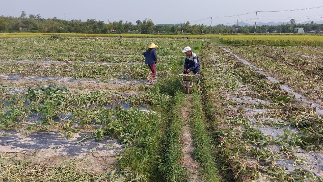 Nông dân Quảng Nam có một mùa "dưa đắng"