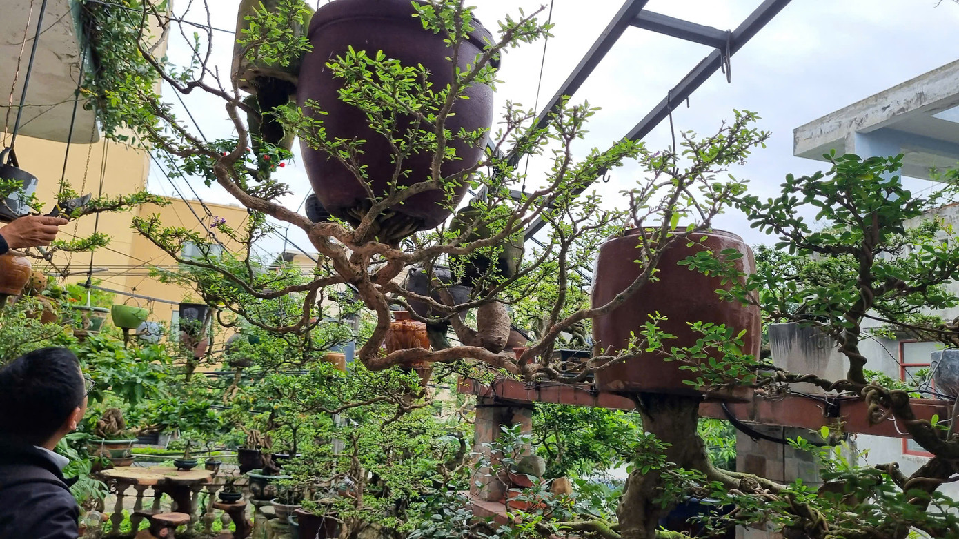Ai đến thăm cũng phải trầm trồ trước vườn bonsai ngược đẹp, độc của ông.