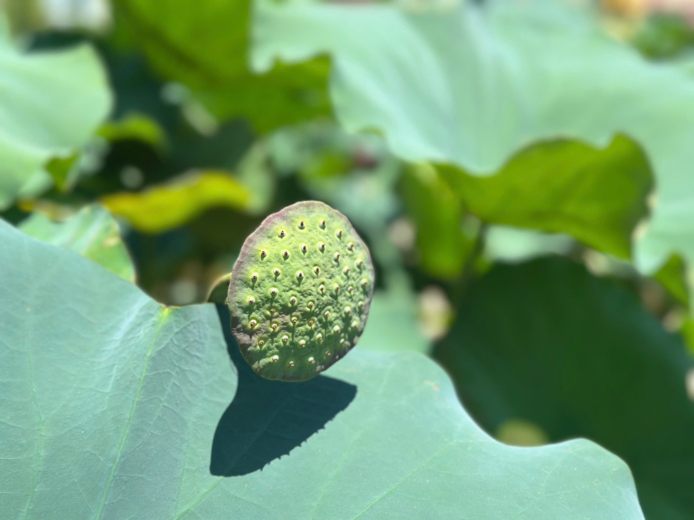 Giới săn ảnh cũng tìm đến để “săn” những bức ảnh đẹp cùng sen.