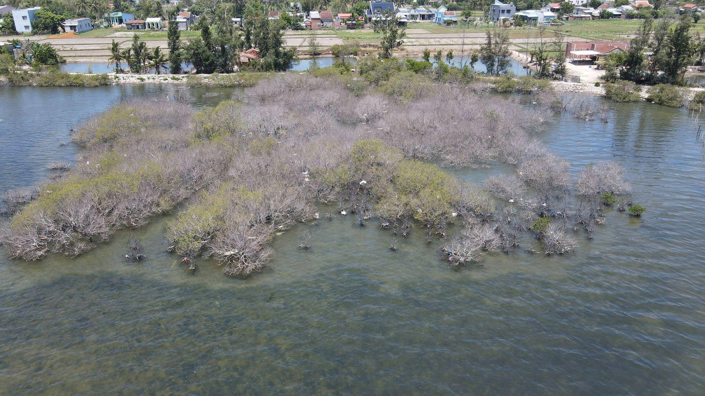 Theo người dân, tình trạng rừng chết diễn ra từ đầu năm nay và ngày càng lan trên diện rộng.