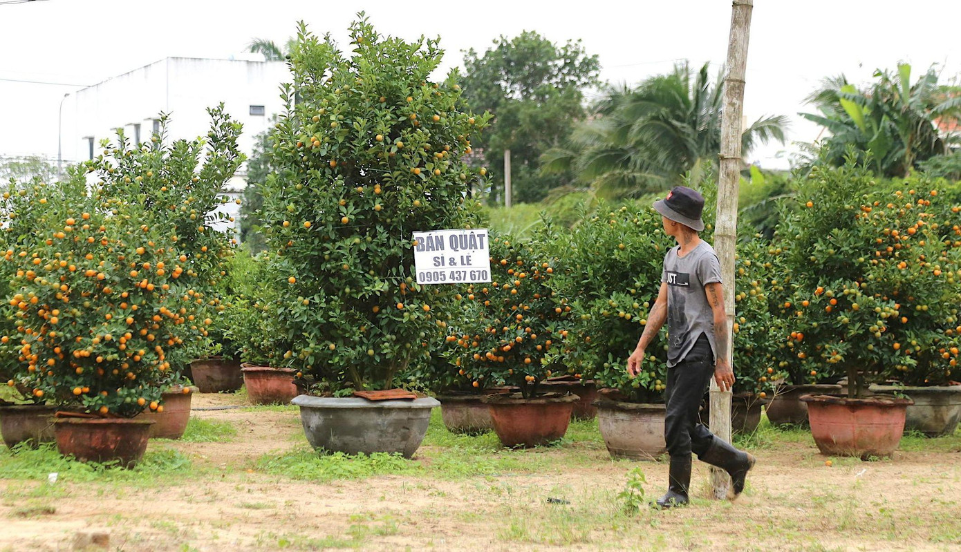 Các chủ vườn cho biết, từ tháng 10 thương lái ở các nơi đổ về hoặc liên hệ để đặt cọc mua. Quất cảnh Hội An nổi tiếng nên có mặt khắp thị trường miền Trung từ Quảng Bình, Quảng Trị, TT Huế, Đà Nẵng đến Quảng Ngãi, Bình Định...