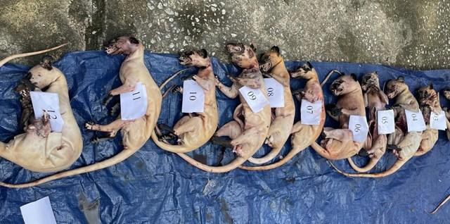 Cá thể động vật rừng được phát hiện trên xe của Nguyễn Quang Bằng. Ảnh CA Cá thể động vật rừng được phát hiện trên xe của Nguyễn Quang Bằng. Ảnh CA