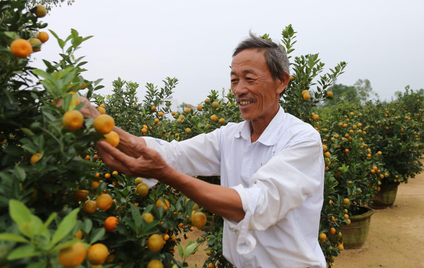 Thời tiết năm nay thất thường, nhất là đợt mưa trái mùa hồi đầu tháng 12 này khiến nhiều nơi Hội An bị ngập. Tuy nhiên với kinh nghiệm trồng quất lâu năm các chủ vườn đã chủ động khắc phục, hạn chế tối đa thiệt hại.