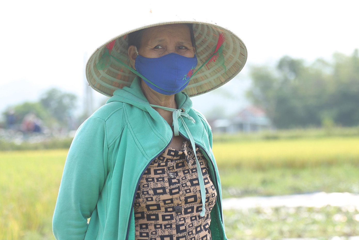 Nông dân buồn rầu vì mất trắng vụ dưa.