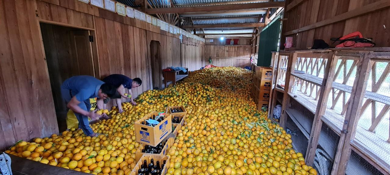 Cam sạch được trồng kiểu truyền thống, không hóa chất, thuốc trừ sâu.