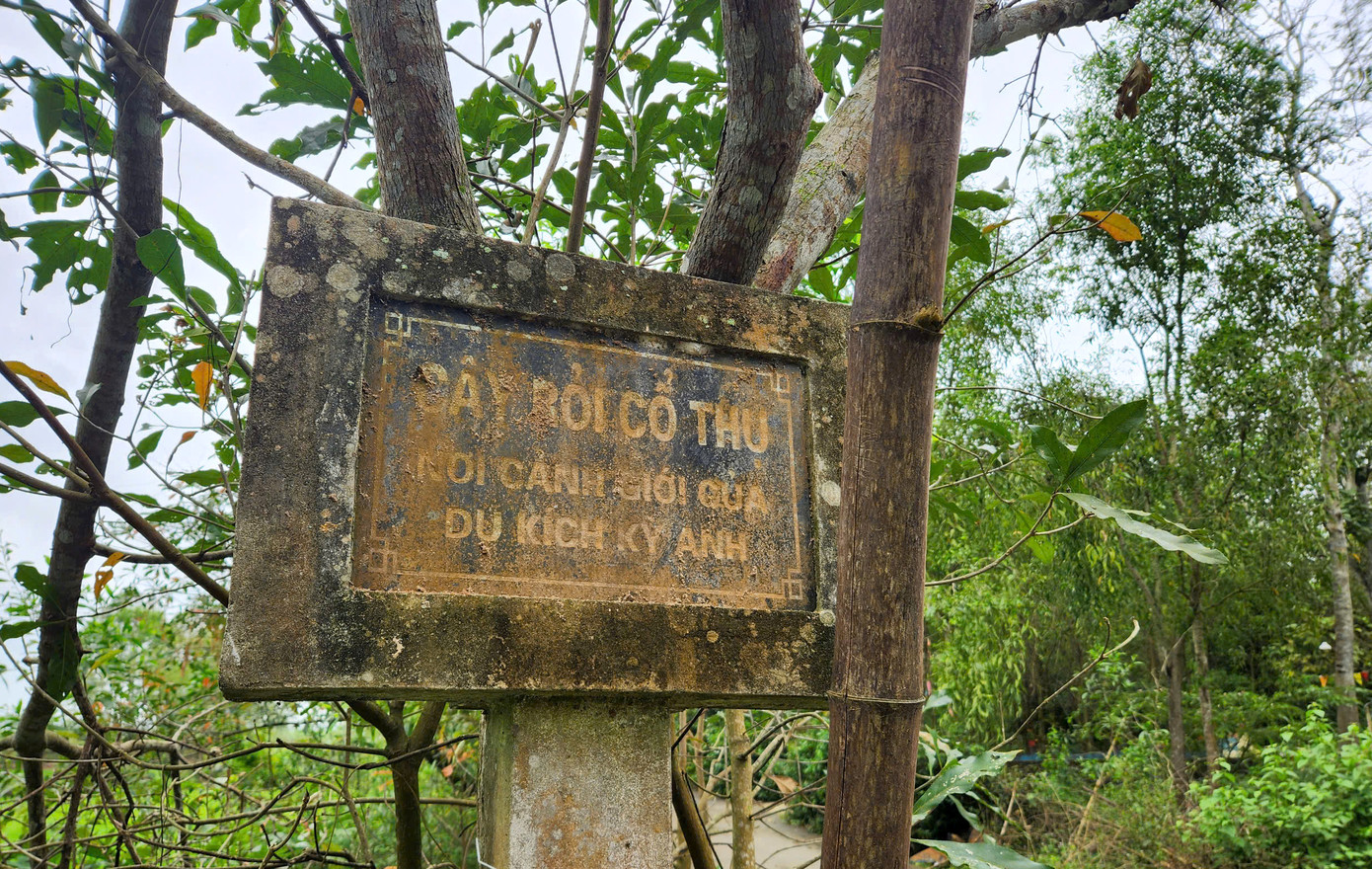 Hình ảnh cây rỏi mật vừa được công nhận là cây di sản. Hình ảnh cây rỏi mật vừa được công nhận là cây di sản.