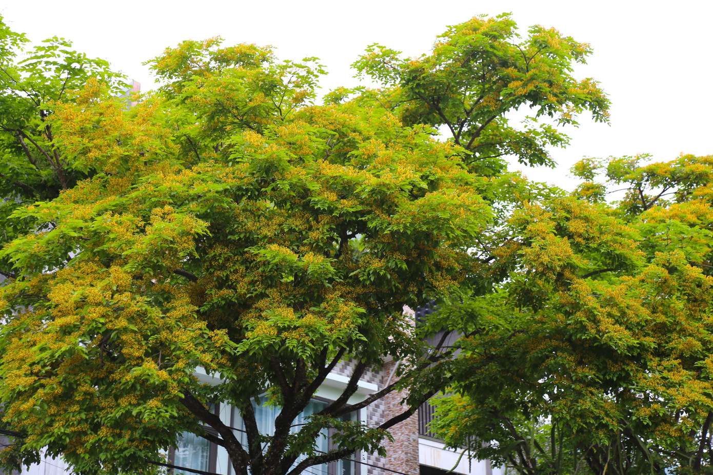 Tầng tầng, lớp lớp hoa sưa chen nhau khoe sắc. Tầng tầng, lớp lớp hoa sưa chen nhau khoe sắc.