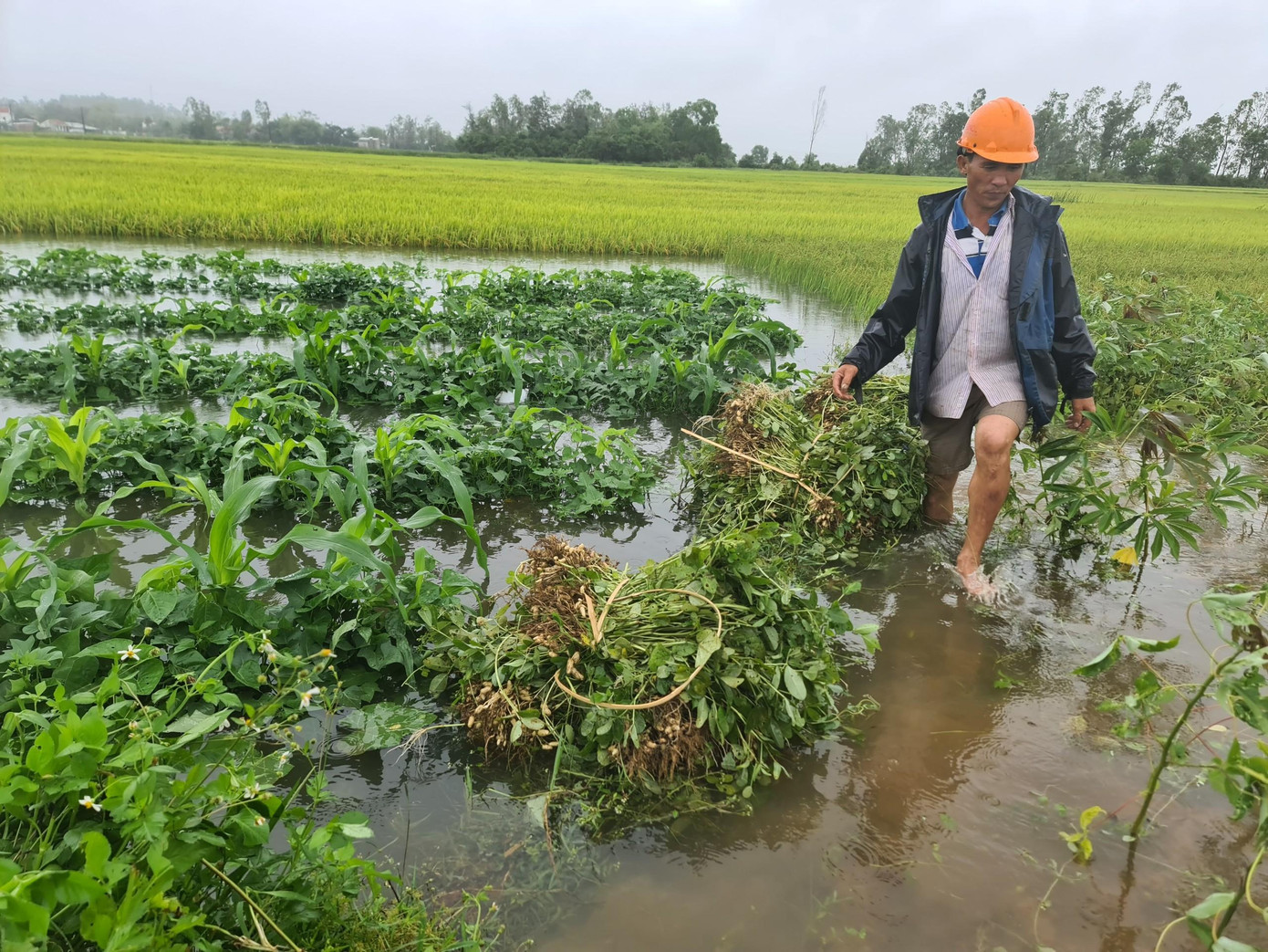 Mưa lớn bất thường khiến người nông dân khóc mếu nhổ đậu non. Mưa lớn bất thường khiến người nông dân khóc mếu nhổ đậu non.