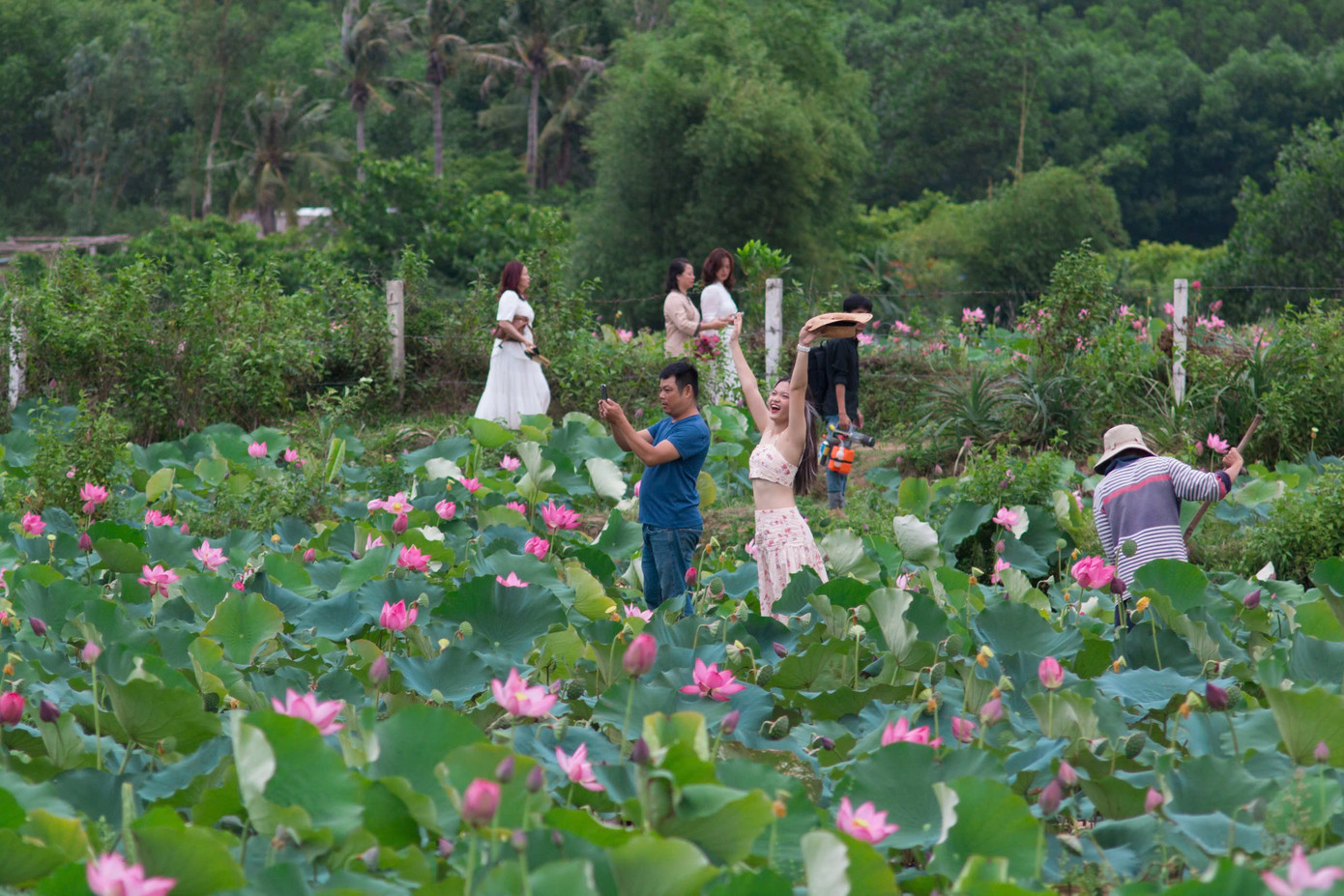 Nhiều du khách, bạn trẻ có mặt từ sáng sớm để chụp những bộ ảnh cùng sen.