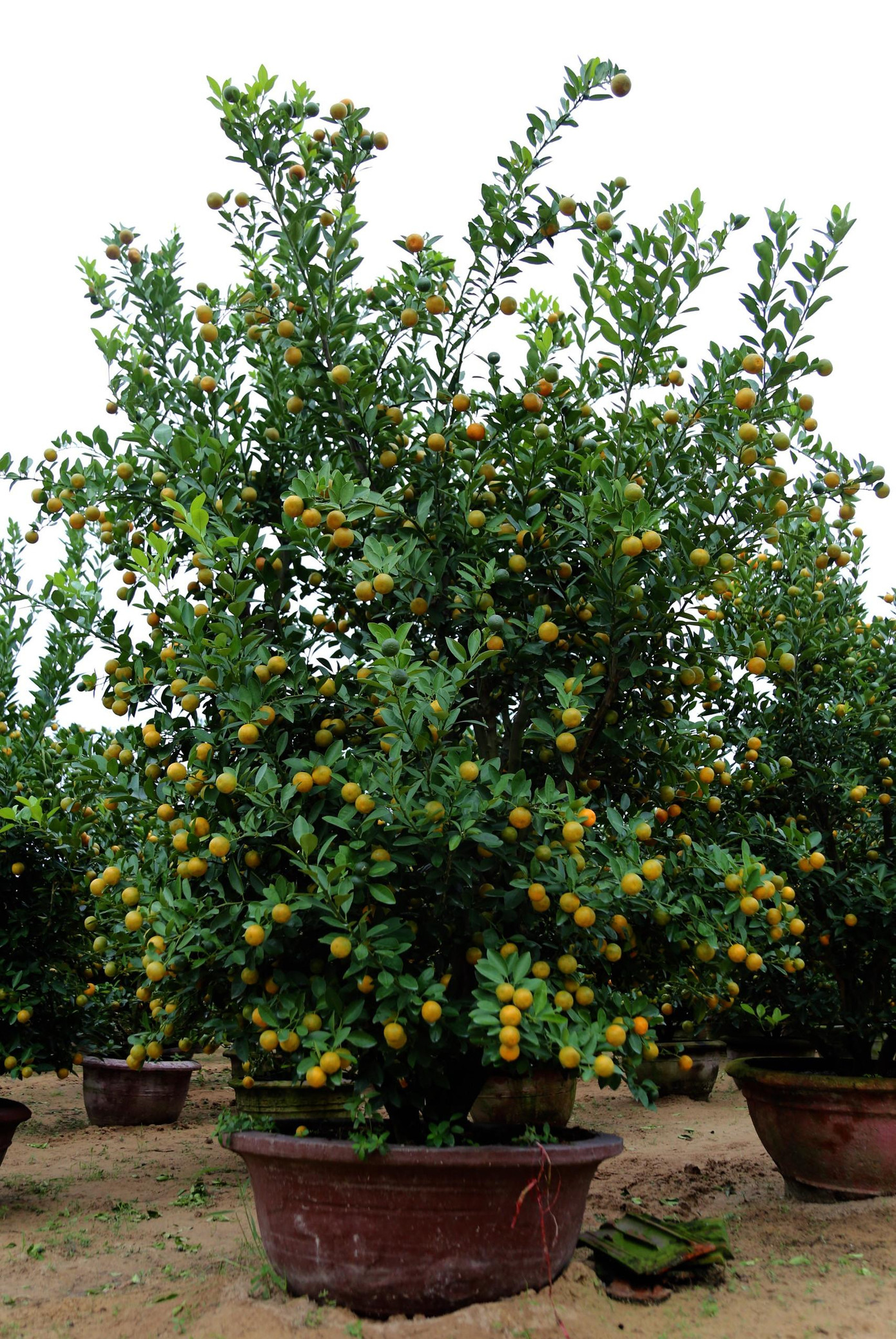 Những cây lớn đẹp được bán với giá 2 triệu đồng, chậu nhỏ giá giao động khoảng 600- 700 nghìn đồng.