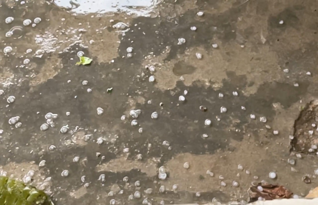 Mưa đá xuất hiện tại xã Trà Mai, Trà Linh, huyện miền núi Nam Trà My, Quảng Nam. Ảnh FB Mưa đá xuất hiện tại xã Trà Mai, Trà Linh, huyện miền núi Nam Trà My, Quảng Nam. Ảnh FB