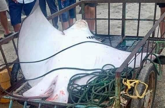 Cá đuối dài 2 mét, nặng 80 kg mắc lưới ngư dân Quảng Nam.