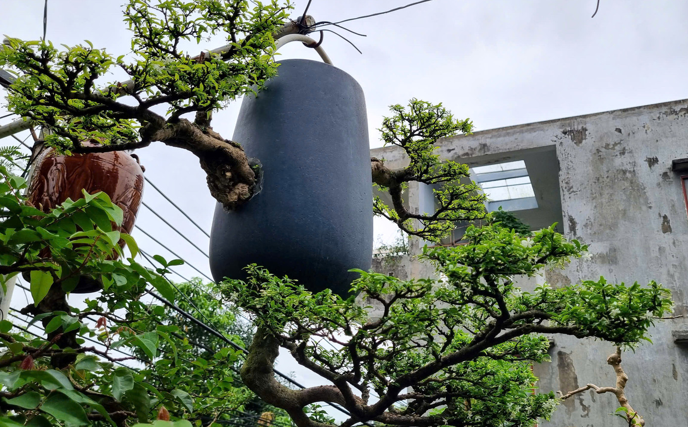 Hiện ông sở hữu khu vườn khoảng 100 gốc bonsai ngược, ngoài ra ông cũng đã trao tặng, bán một số cây. Những gốc bonsai ngược độc đáo được nhiều người tìm đến hỏi mua, tuy nhiên ông cho hay không làm với mục đích thương mại, chỉ những người thực sự yêu cây, hiểu về cây, biết cách chăm sóc thì mới đồng ý trao tặng hoặc bán với mức giá phù hợp.