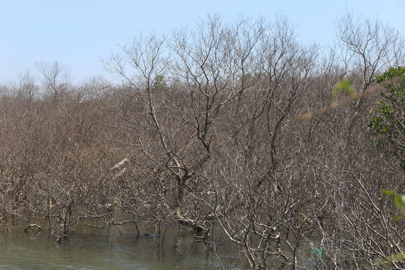 Cả khu rừng xanh biếc nay một màu tàn khô.