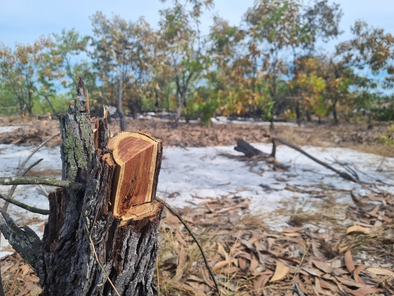 Những gốc cây bị chặt hạ nằm trong khu vực diễn tập Những gốc cây bị chặt hạ nằm trong khu vực diễn tập