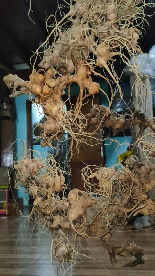 Sâm Ngọc Linh được sử dụng để tạo hình rồng phong thủy. Sâm Ngọc Linh được sử dụng để tạo hình rồng phong thủy.