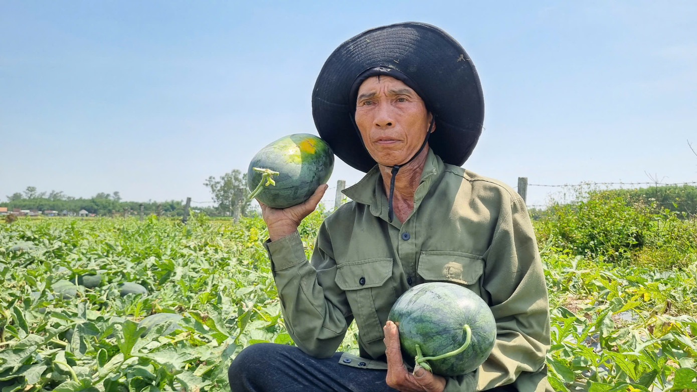 Ông Nguyễn Văn Thuận (65 tuổi, trú TT Phú Thịnh, huyện Phú Ninh, tỉnh Quảng Nam) bần thần ở ruộng dưa. Ông cho hay ông trồng hơn 5 sào dưa hấu nhưng vừa rồi mưa lớn làm hỏng khoảng một nửa. “Còn lại gần 3 sào dưa cho thu hoạch, mà giá xuống thấp quá, chỉ 3.000 đồng/kg. Chi phí bỏ ra hết 15 triệu đồng mà giờ thu lại không được nửa vốn, lỗ nặng”, ông Thuận thở dài. Ông Nguyễn Văn Thuận (65 tuổi, trú TT Phú Thịnh, huyện Phú Ninh, tỉnh Quảng Nam) bần thần ở ruộng dưa. Ông cho hay ông trồng hơn 5 sào dưa hấu nhưng vừa rồi mưa lớn làm hỏng khoảng một nửa. “Còn lại gần 3 sào dưa cho thu hoạch, mà giá xuống thấp quá, chỉ 3.000 đồng/kg. Chi phí bỏ ra hết 15 triệu đồng mà giờ thu lại không được nửa vốn, lỗ nặng”, ông Thuận thở dài.