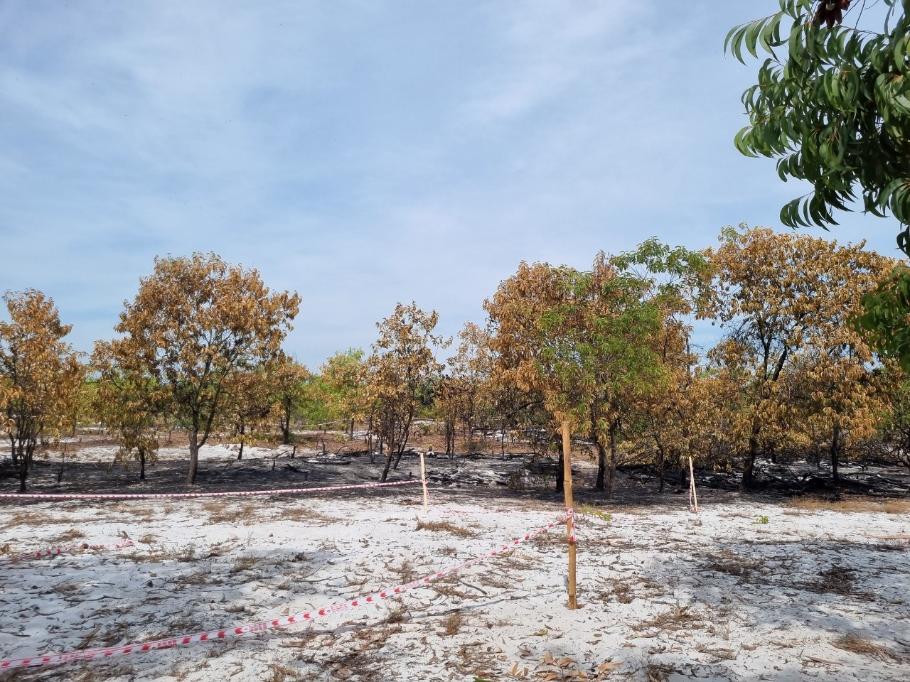 Khu vực rừng nơi vừa diễn ra buổi diễn tập PCCC rừng được khoanh dây, rào chắn Khu vực rừng nơi vừa diễn ra buổi diễn tập PCCC rừng được khoanh dây, rào chắn