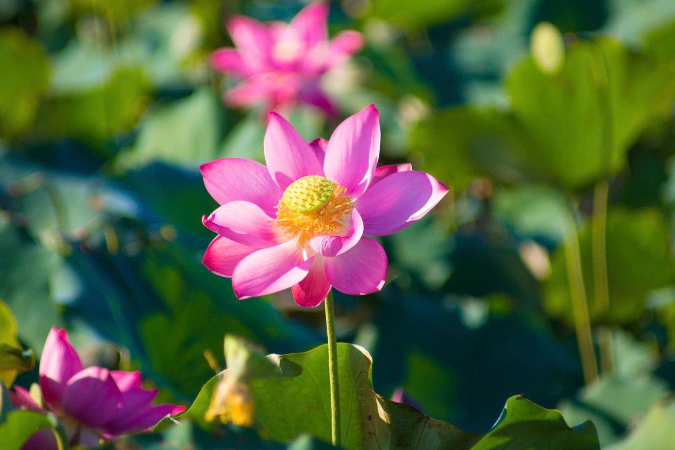 Giới săn ảnh cũng tìm đến để “săn” những bức ảnh đẹp cùng sen.