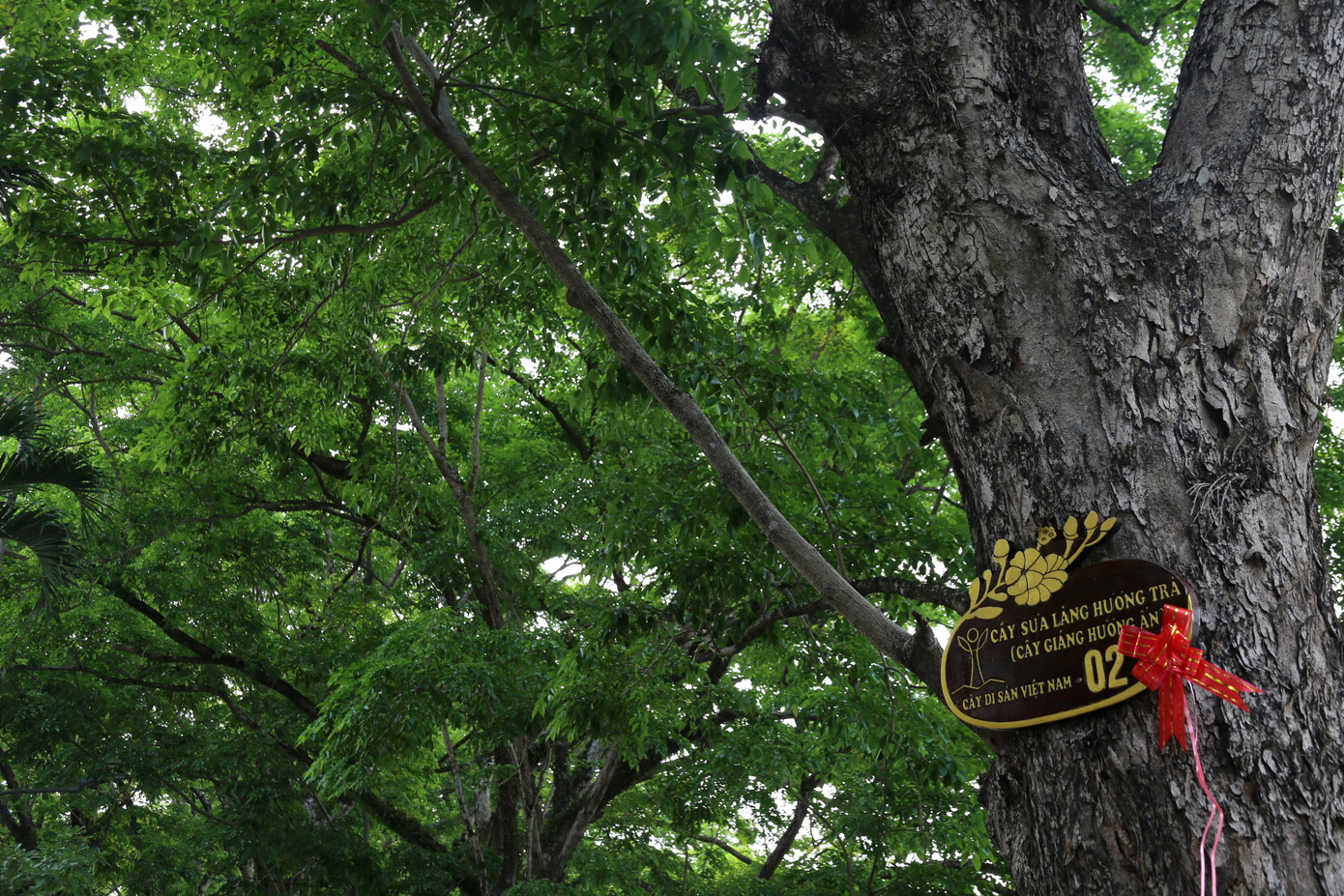 Những gốc cổ thụ này có tuổi đời hàng trăm năm Những gốc cổ thụ này có tuổi đời hàng trăm năm