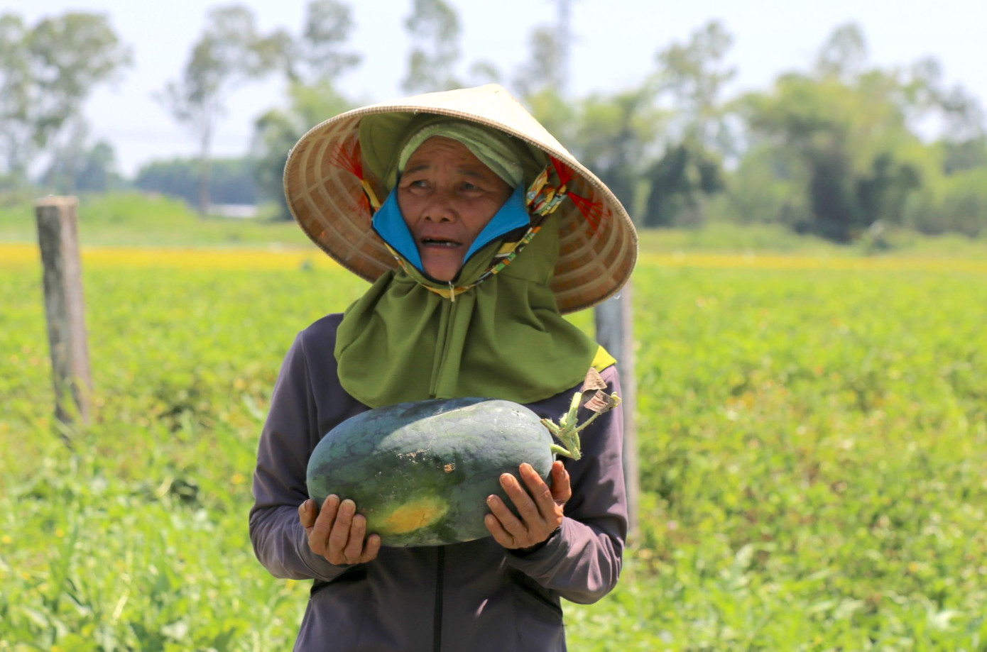 Nông dân đội nắng thu hoạch dưa hấu. Nông dân đội nắng thu hoạch dưa hấu.