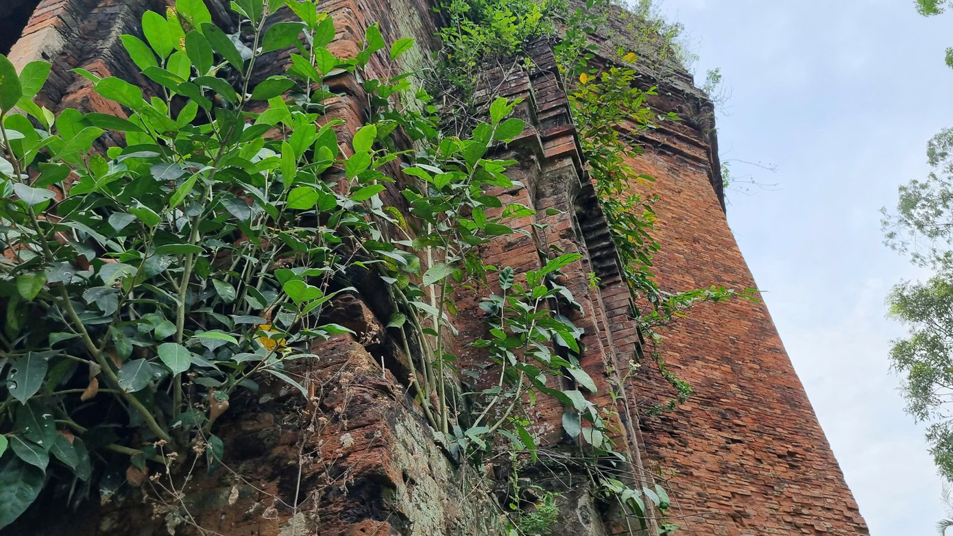 Rêu phong tháp cổ.