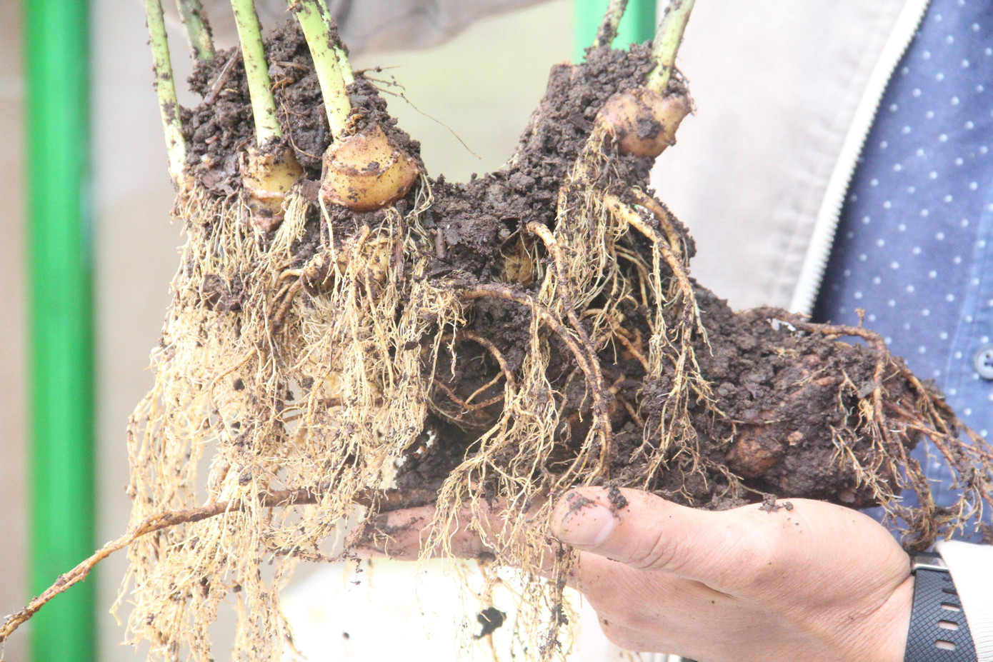 Cây sâm Ngọc Linh giá gần tỷ đồng. Cây sâm Ngọc Linh giá gần tỷ đồng.