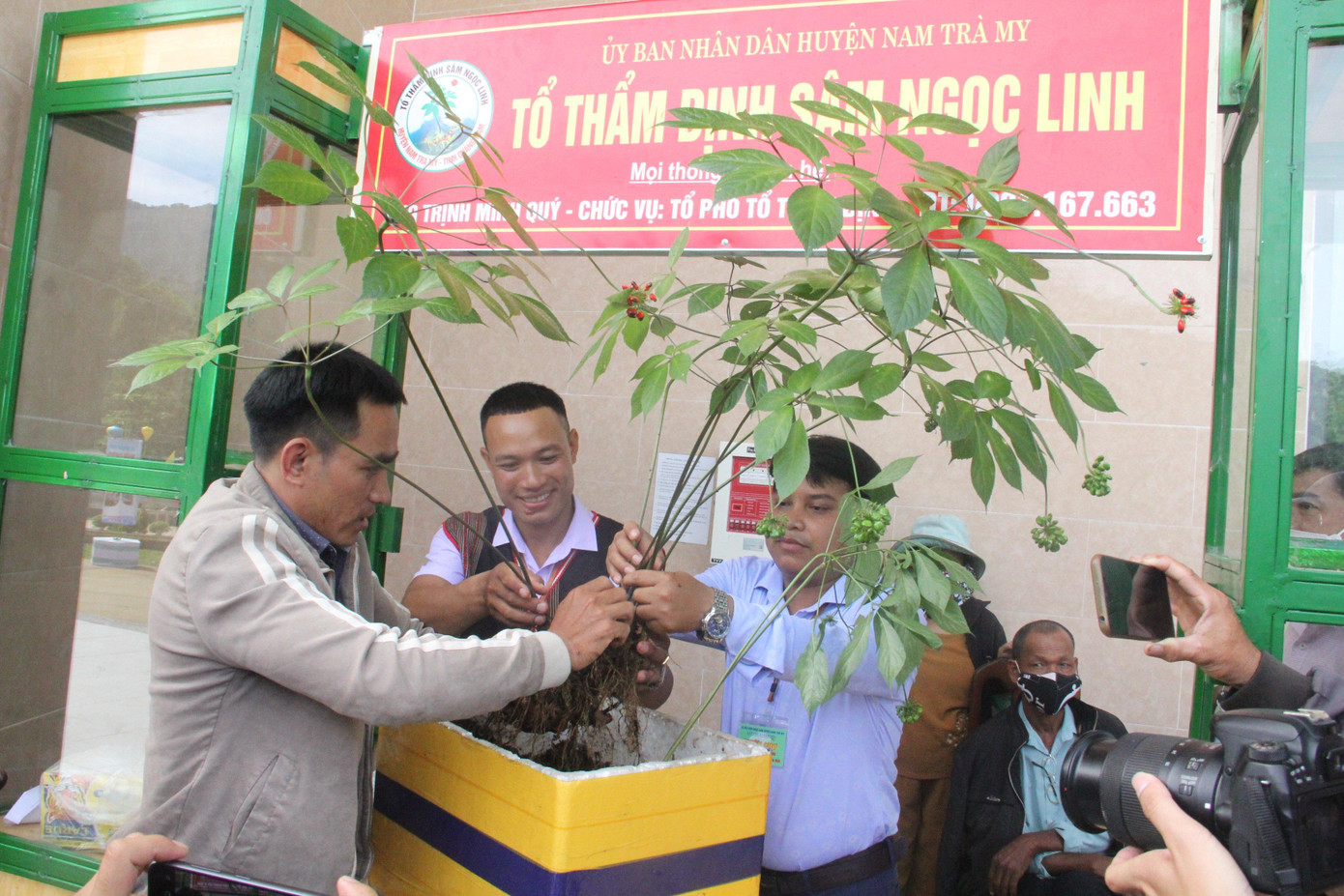 Cây sâm "khủng" giá 900 triệu đồng. Cây sâm "khủng" giá 900 triệu đồng.