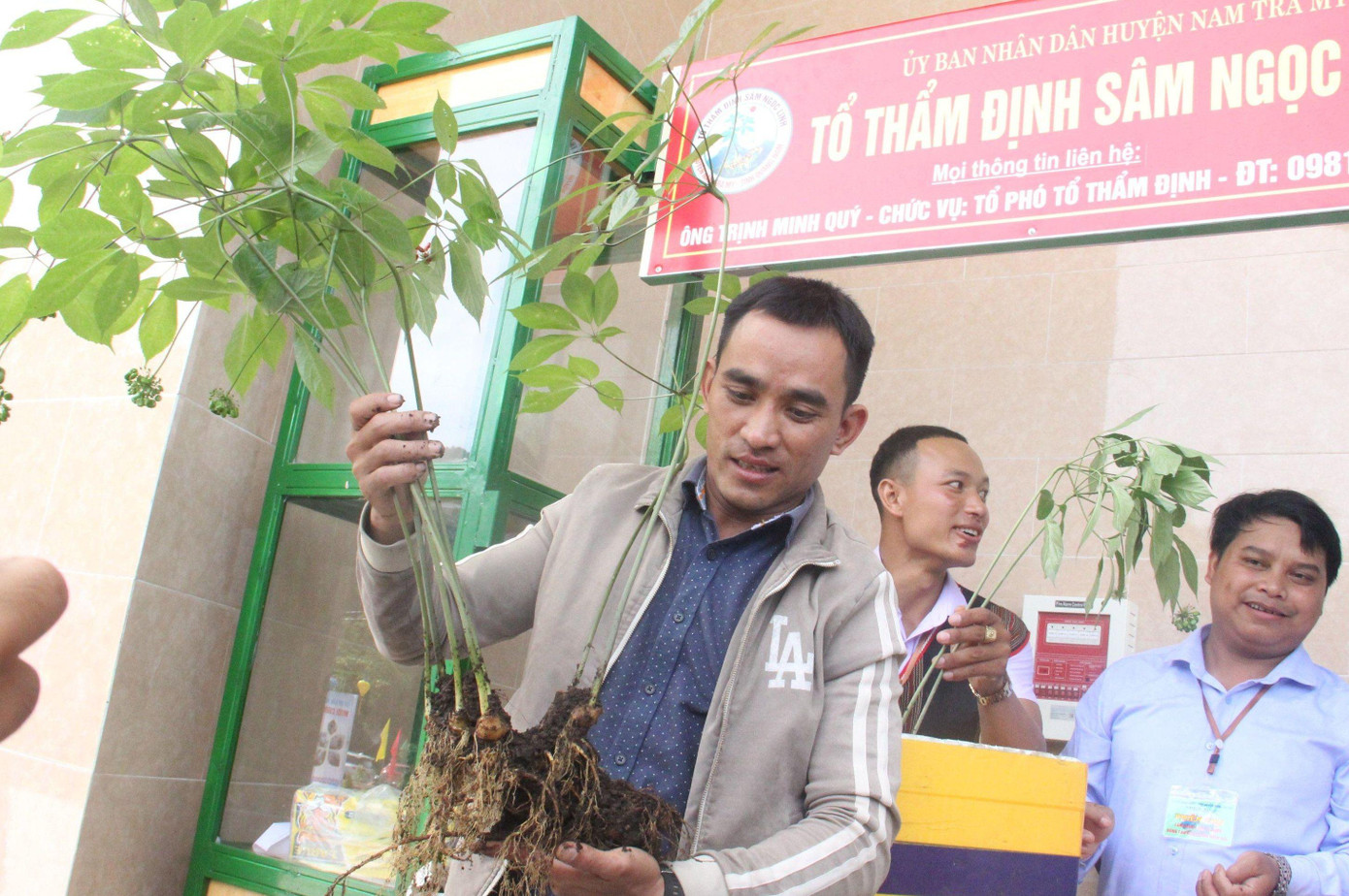 Anh Thắng và cây sâm "khủng" Anh Thắng và cây sâm "khủng"